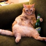 Le chat affalé dans son canapé une bière à la main : il est prêt pour l'apéro !