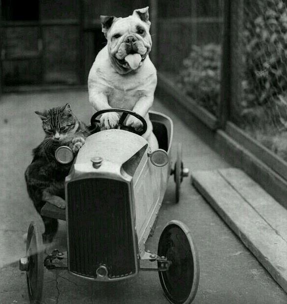 un chat et un chien sur une voiture - Photo vintage trop mignonne !