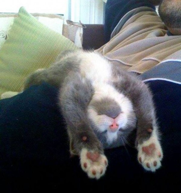 Le chaton mignon qui dort les pattes en l