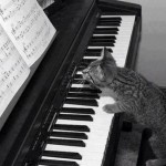 Le chaton qui joue du piano - trop mignon !