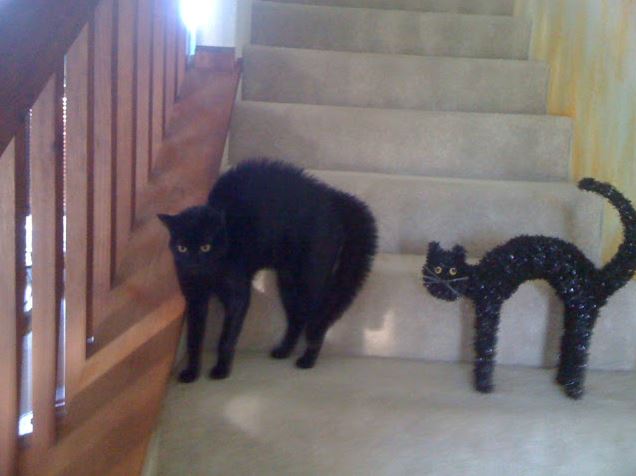 Le chat noir qui fait le dos rond