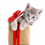 Lolchat fête son premier anniversaire avec de nombreux cadeaux pour vous !