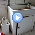 Vidéo du chat Ivanovitch qui tombe plusieurs fois dans une poubelle ! Le pauvre ...