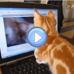 Vidéo d'un chaton roux qui se voit dans une vidéo de lui-même: trop chou !