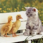 Le chat sur un banc avec des canetons