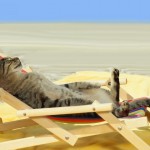 Le chat qui dort dans un transat au soleil