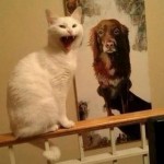 Le chat pas content devant un poster de chien