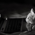 Le chaton geek