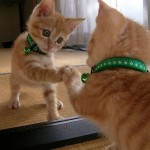 Le chaton qui se regarde dans un miroir