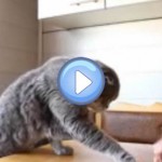 Vidéo d'un Scottish Fold qui mange de la glace et du fromage avec ses pattes