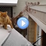 Vidéo du chat sur une voiture enneigée qui manque son saut