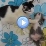 Video d'une chatte qui réconforte son chaton pour qu'il s'endorme : trop chou !