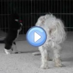 Vidéo de chiens avec des chatons : trop mignons