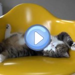 Vidéo Many Maru 11 : Maru dans tous ses états