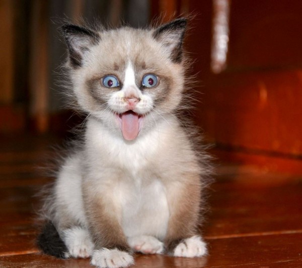 Le chaton tout fou qui nous tire la langue ! - Lol Chat - Images, photos et vidéos de lolcats