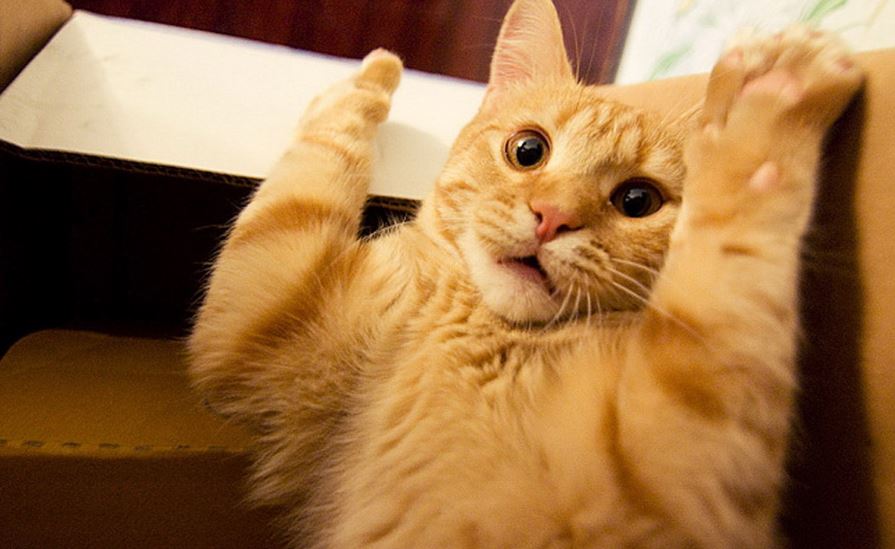 chat-haut-les-mains.jpg
