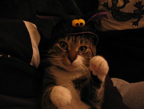Chat déguisé pour Halloween