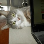 chat-cache-cache-ordinateur