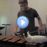 Le chat encombrant qui dérange son maître durant une répétition de xylophone !