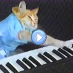 keyboard cat