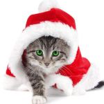 Le chat déguisé en père Noël : trop chou !