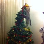 Le chat qui n'aime pas le sapin choisi par sa famille !
