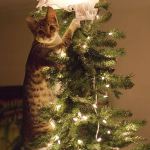 Le chat qui est monté dans un sapin