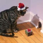 Le chat qui veut piéger une souris avec un cadeau de Noël