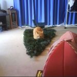 Le chat qui s'est couché sur le sapin