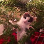 Le chaton qui joue dans le sapin
