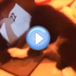 Le Chaton qui veut tourner des pages sur une tablette tactile