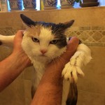 Chat très en colère