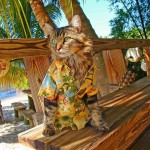 chat en chemise hawaienne