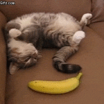 un chat a peur d'une banane