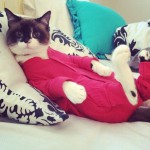 chat en pyjama