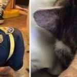 chat déguisé en policier