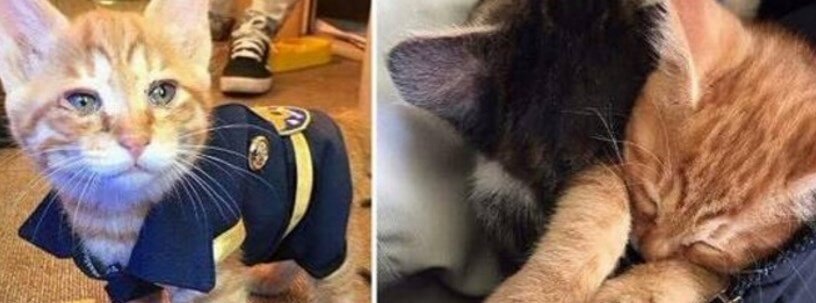 chat déguisé en policier