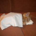 Un chat qui dort dans un lit fait de mouchoirs