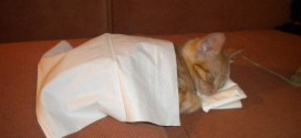 Un chat qui dort dans un lit fait de mouchoirs