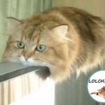 Le chat monorail
