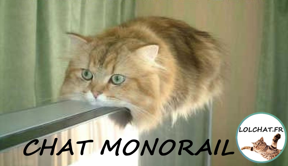 Le chat monorail