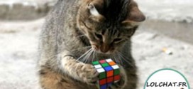 Chat et Rubik's Cube : les doigts dans le nez