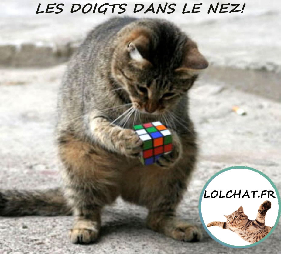 Chat et Rubik's Cube