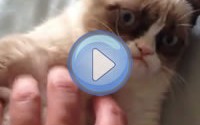 Vidéo : Un chat très grognon !