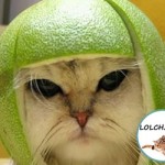 chat au casque citron