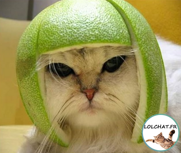 chat au casque citron