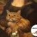 Le chat de Mona Lisa - La Joconde