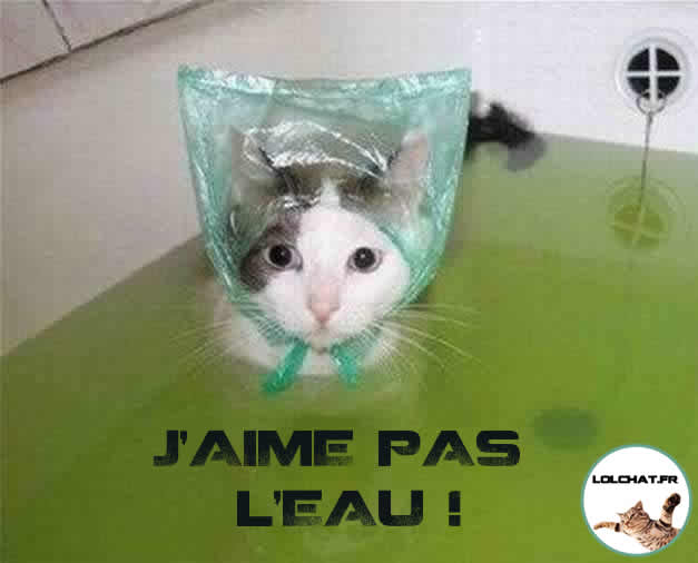 Chat qui prend son bain