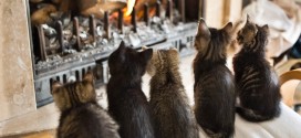 Des chats et la cheminée