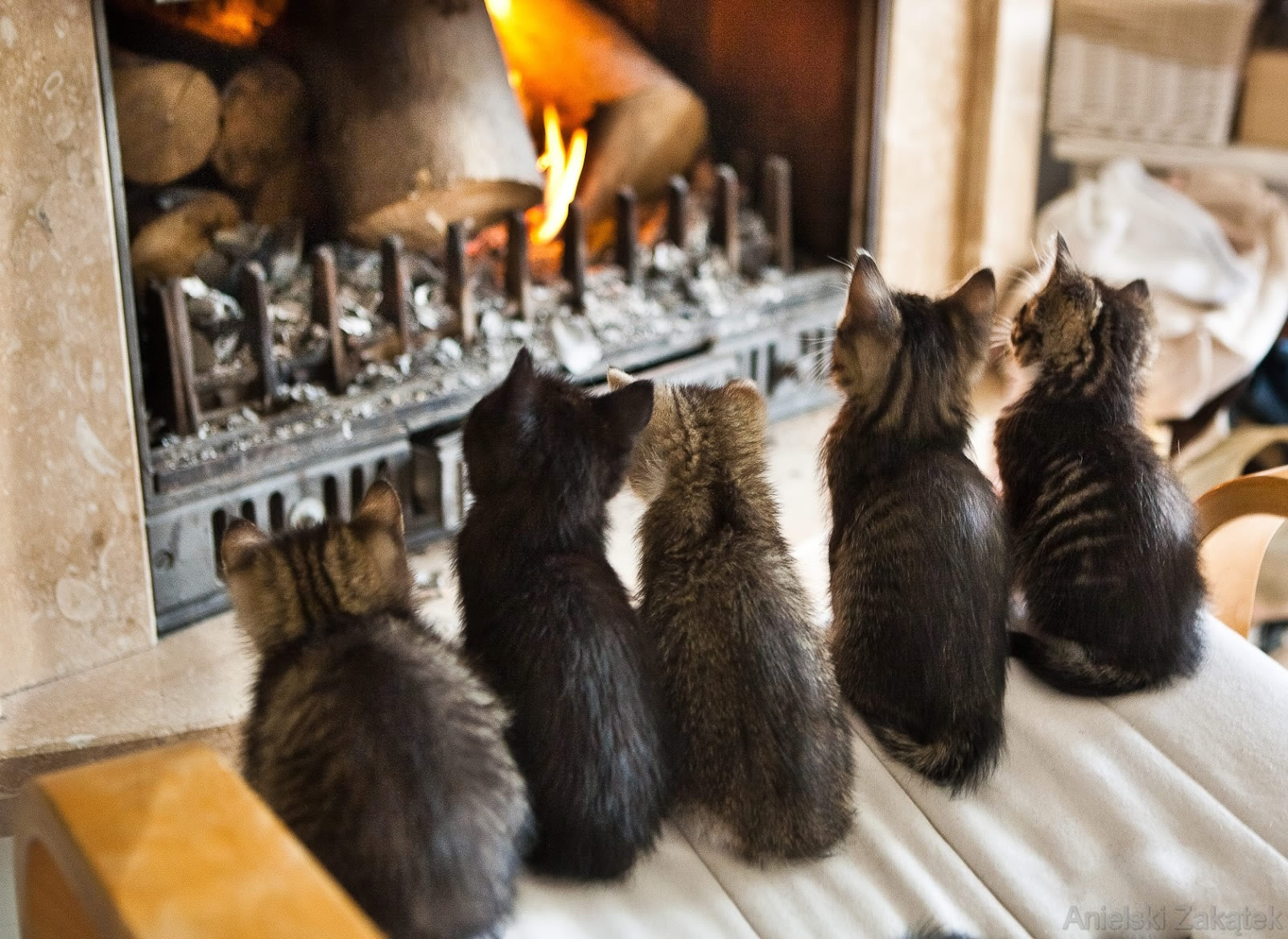 Des chats et la cheminée